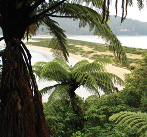 Totaranui walks